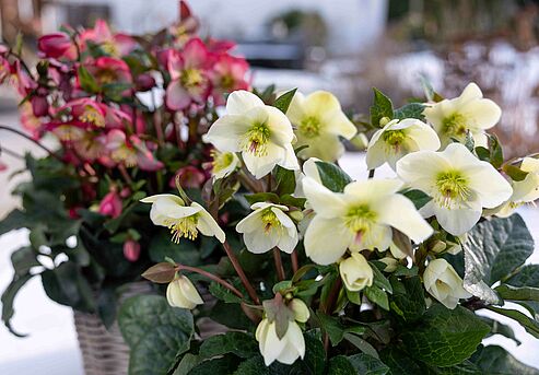 WinterSun Schneerosen sind reichblühende, immergrüne und winterharte Stauden für den Garten und Gefäße.