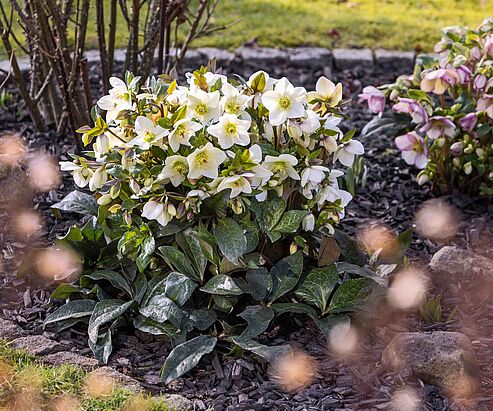 Die hellen Blüten der WinterSun Schneerose sind im Garten im Januar ein toller Eyecatcher.