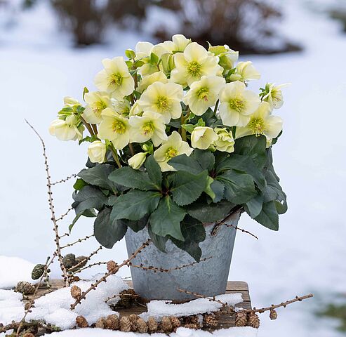 WinterSun Ice Breaker Schneerosen trotzen Kälte und Schnee. Sie blühen unermüdlich bis in das Frühjahr!