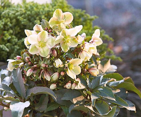 Die vielen cremefarbenen, leicht grünen Blüten dieser WinterSun Schneerose zeigen sich ab Dezember.