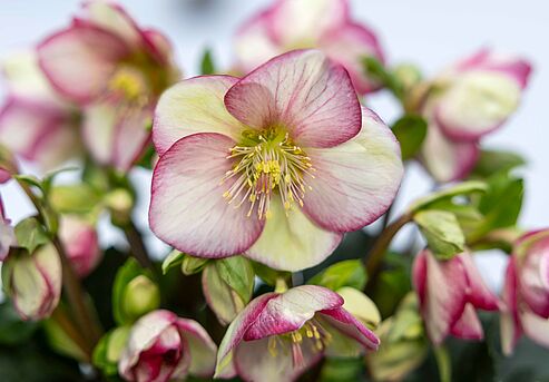 Ein toller Hingucker im winterlichen Garten ist die Ice Breaker Sorte Bonny. Die zweifarbigen Blüten strahlen den Betrachter schon aus der Ferne an.