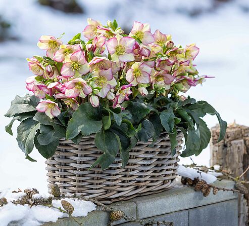 Die zweifarbige WinterSun Ice Breaker Bonny im Flechtkorb auf der Terrasse im Januar.