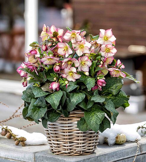 Eine zweifarbige WinterSun Schneerose im Flechtkorb auf der Terrasse im Januar.