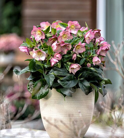 Die wunderschönen Blüten dieser WinterSun Ice Breaker Sorte verschönern die Terrasse und den Garten schon ab November.
