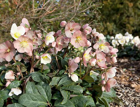 WinterSun Schneerosen sind winterharte, robuste und langlebige Gartenstauden.