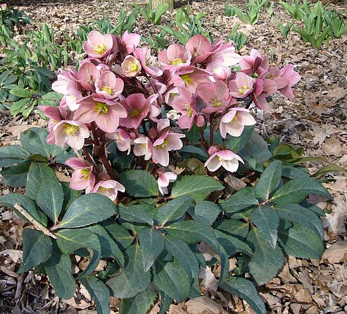 WinterSun Schneerosen sind reichblühend und haben eine besonders lange Blütezeit.