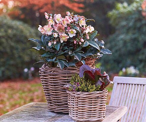 Die WinterSun Schneerose Maestro blüht bereits ab November, bis in das Frühjahr hinein.