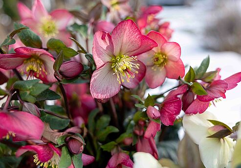 WinterSun Schneerosen blühen auch bei Schnee und Frost im Januar.