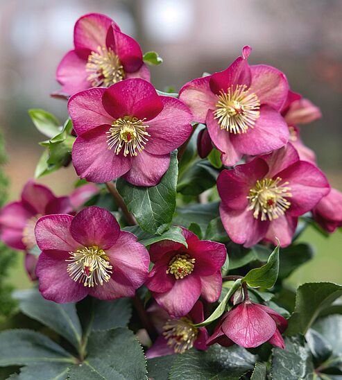 Die rubinrot blühende Ice Breaker Ruby ist eine reichblühende und winterharte Gartenstaude für den halbschattigen bis sonnigen Standort.