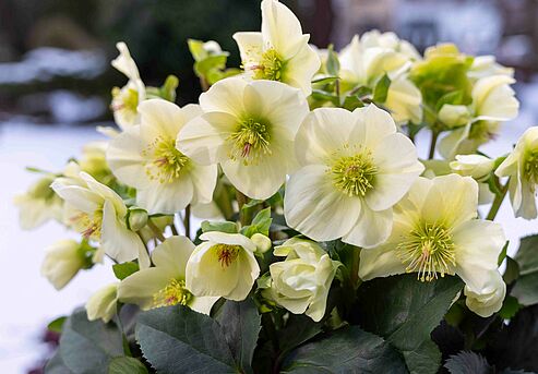 Die creme-gelben Blüten der Ice Breaker Sorte Lemony zeigen sich ab Februar.