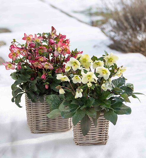 WinterSun Schneerosen im Flechtkorb im Schnee auf der Terrasse.