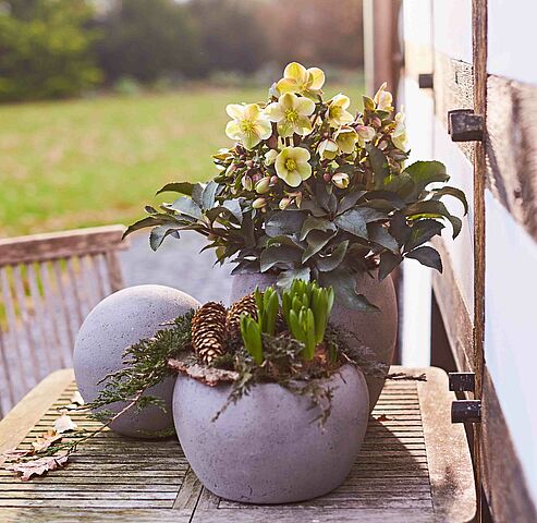 Das silbrig bläuliche immergrüne Laub ist ein besonderes Merkmal der WinterSun Schneerose Monte Christo.
