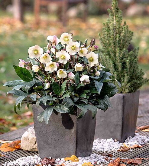 Ob im Garten, im Gefäß auf Balkon oder Terrasse - WinterSun Schneerosen begeistern uns den ganzen Winter über an Plätzen, die wir sonst mit den typischen Sommerblumen bepflanzen.