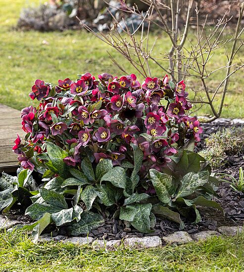 Diese WinterSun Schneerose bezaubert nicht nur mit ihren dunkelroten Blüten im Winter. Das marmorierte Laub ist auch im Sommer ein Hingucker.