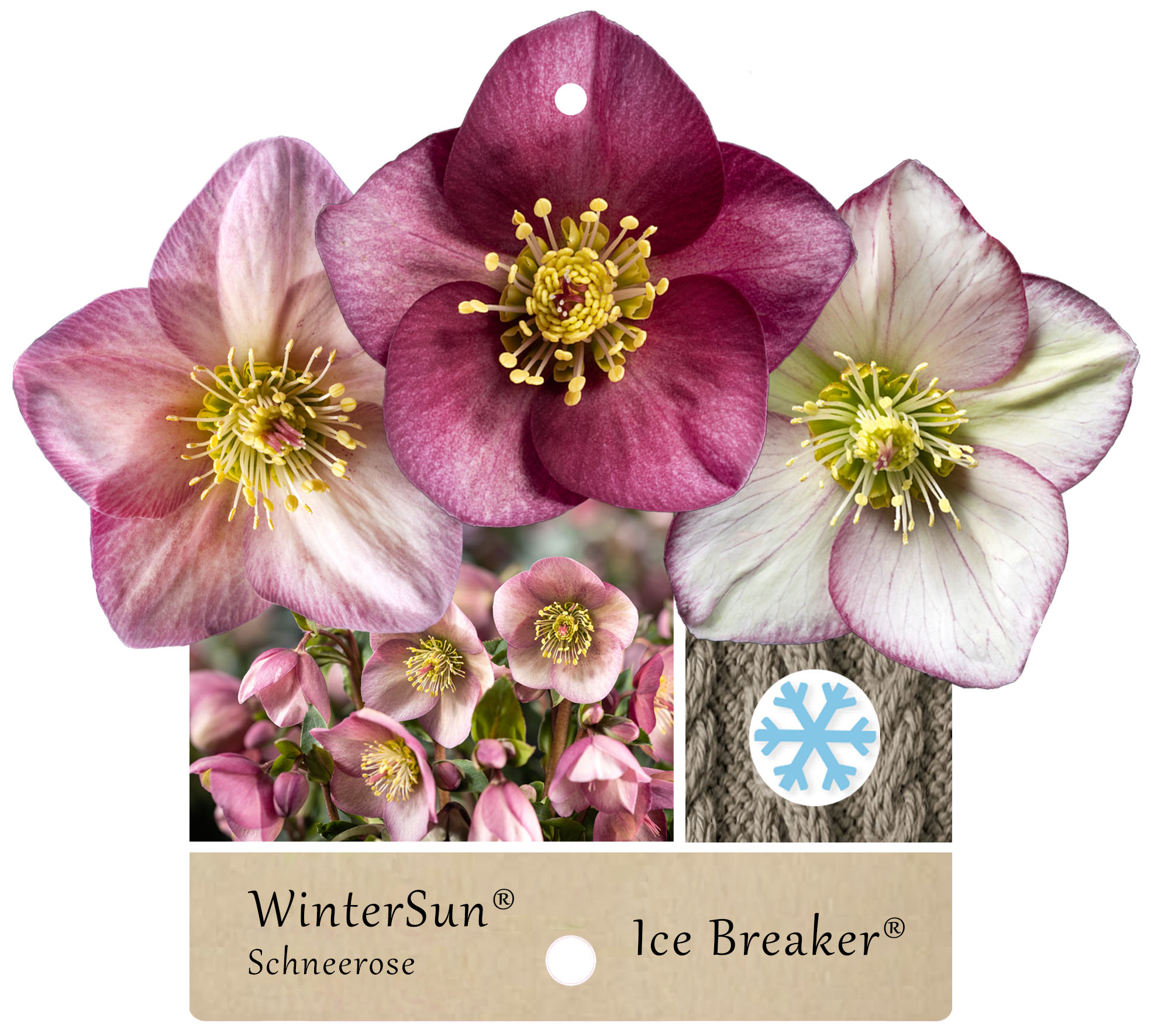 Ice Breaker® - Reichblühende Schneerosen