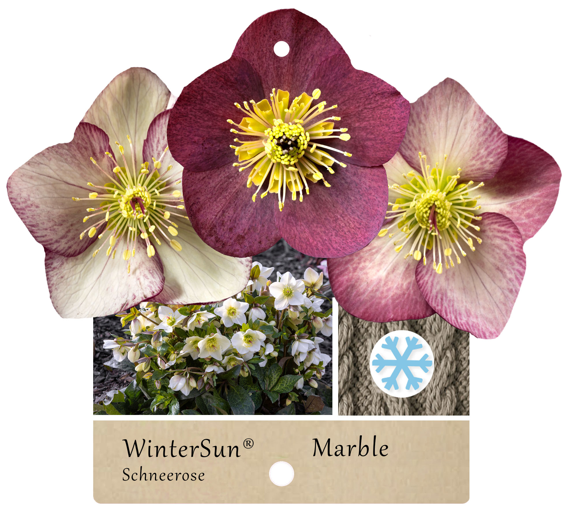 WinterSun® Marble – Schneerosen mit besonderem Blattwerk