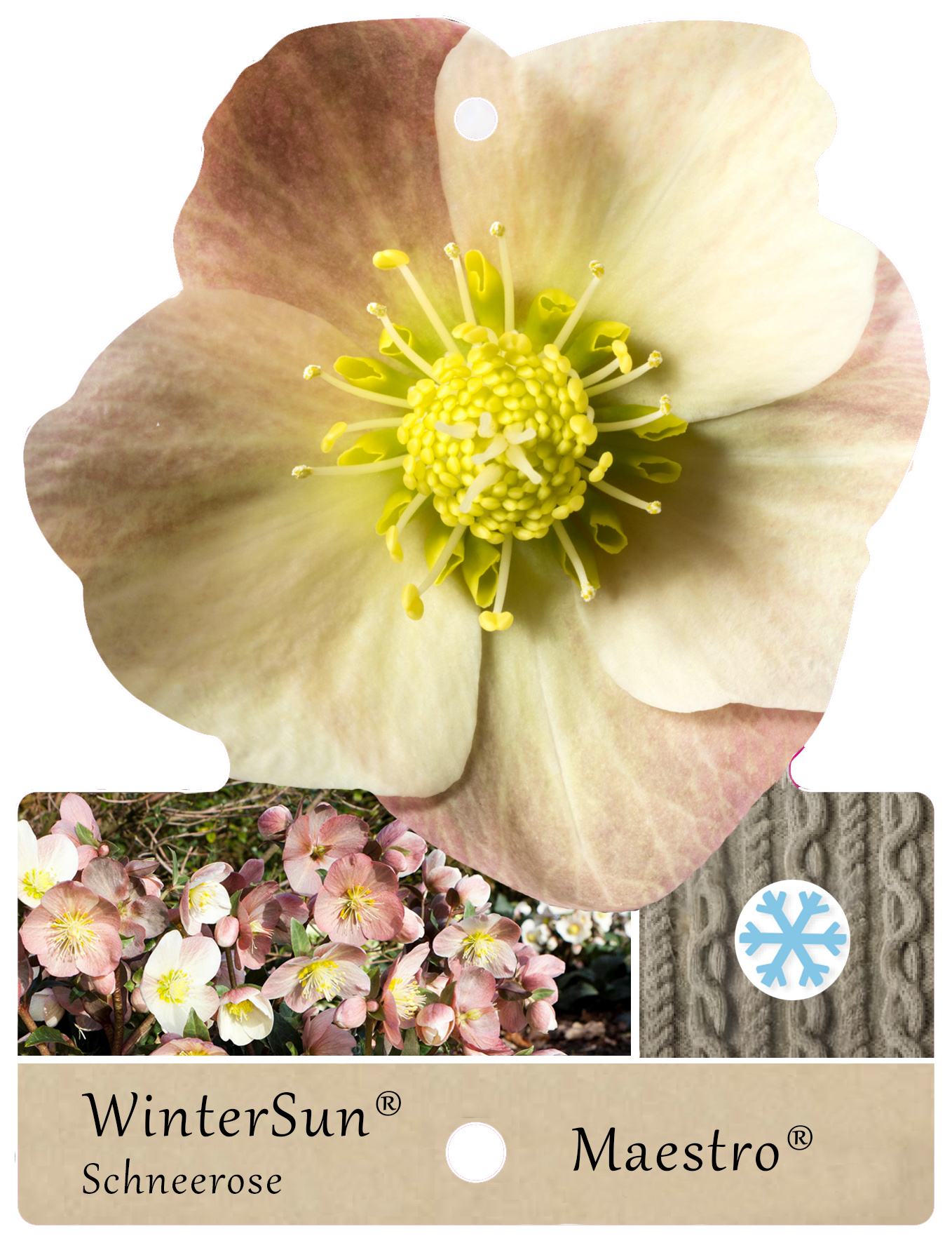 WinterSun® Schneerosen – pflegeleichte Winterfreunde