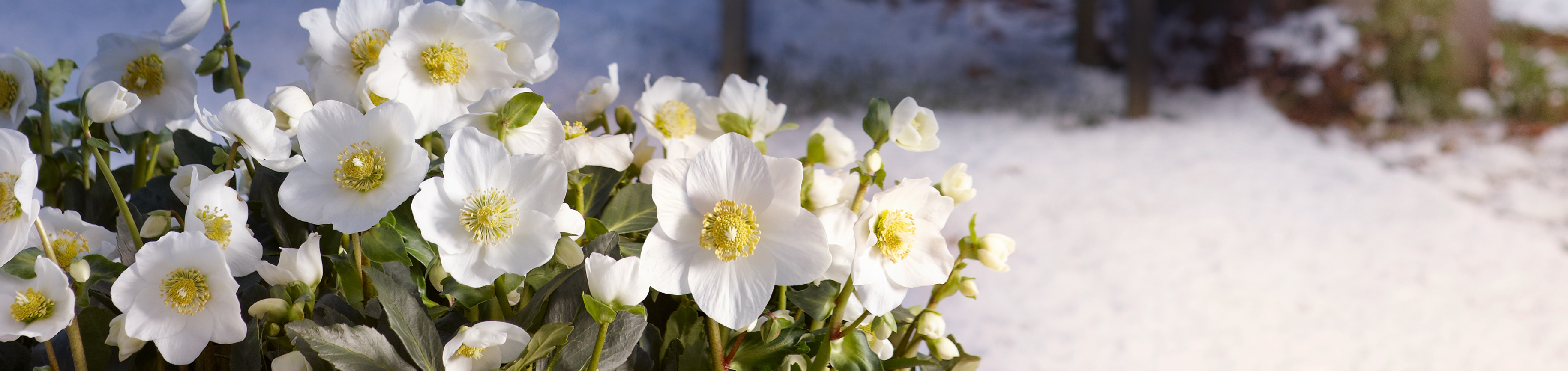 WinterSun Christrosen