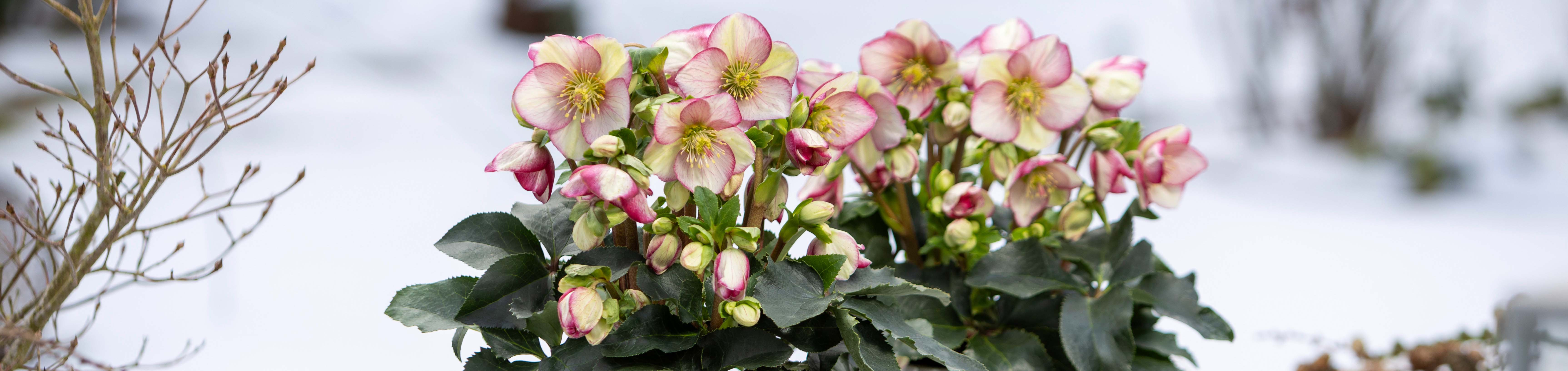 WinterSun Schneerose Ice Breaker