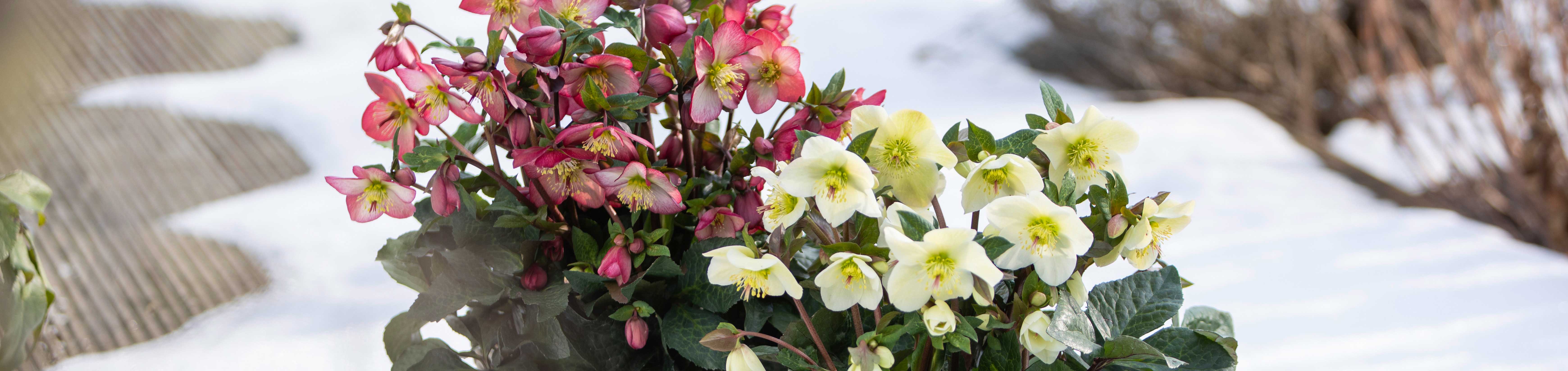 WinterSun Schneerose Marble