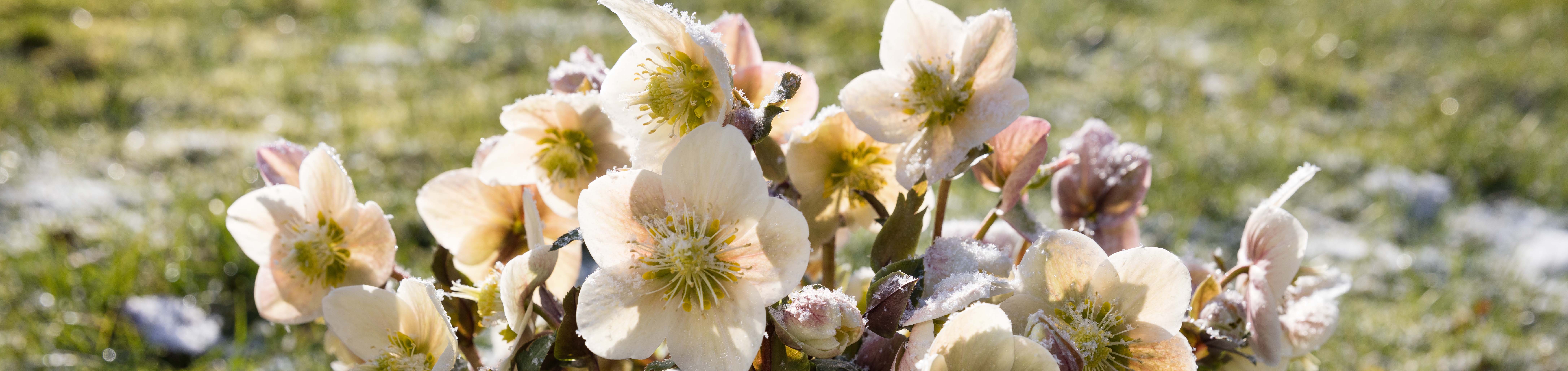 WinterSun Schneerosen